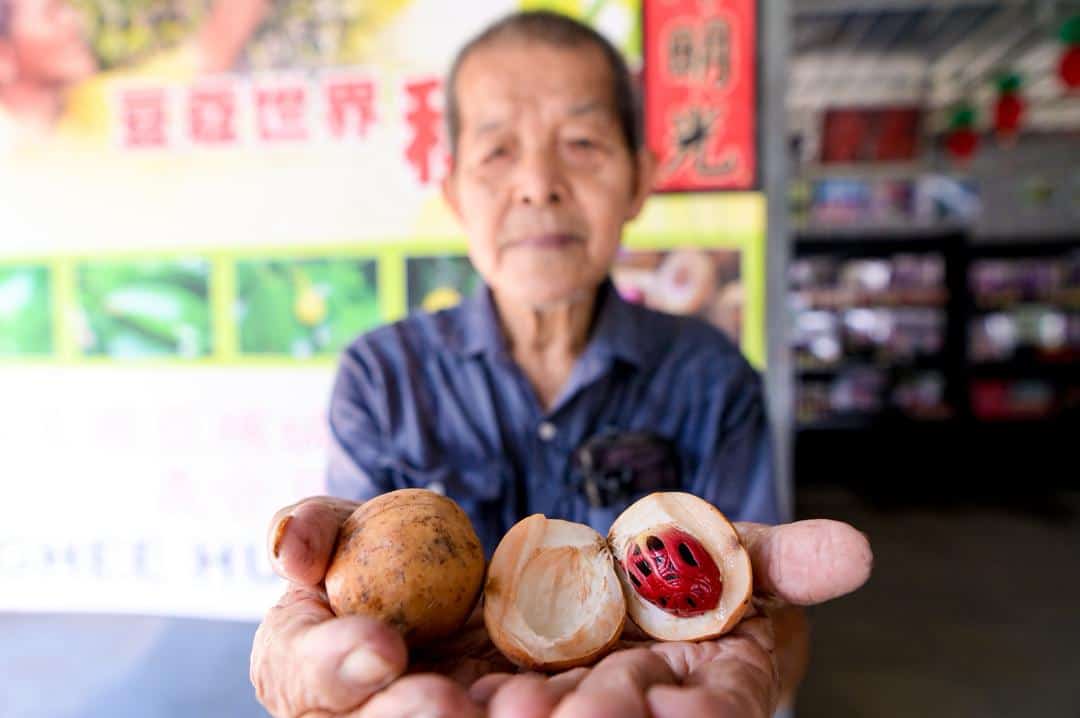 buah pala Empat Generasi Pertahankan Buah Pala di Kilang Klasik, Menyingkap… buah pala - ilustrasi berita Empat Generasi Pertahankan Buah Pala di Kilang Klasik, Menyingkap Warisan Sejarah Pulau…