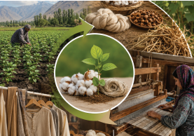 farm to fabric - ilustrasi berita Mengintegrasikan Tenun dan Pertanian: Menciptakan Farm to Fabric Loop