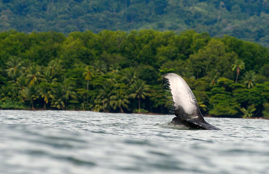 whale and dolphin festival - ilustrasi berita Costa Rica Gelar Kembali Whale and Dolphin Festival pada Akhir Pekan 4-6…